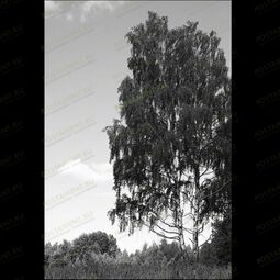 Гравировка березки на памятник