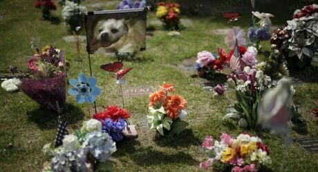 Где и как кремировать и похоронить домашнее животное