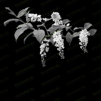Веточка сакуры 95054