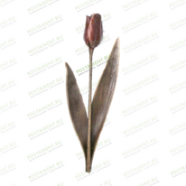Тюльпан 82030