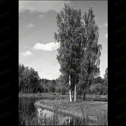 Береза на берегу реки на памятник